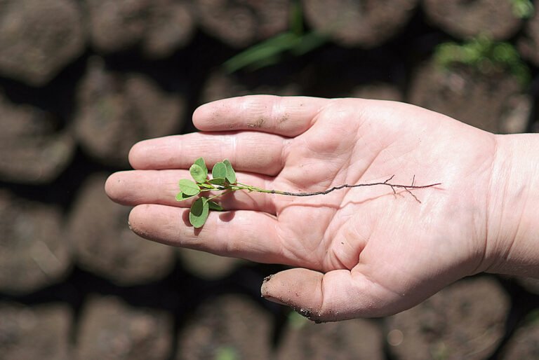 img cabildo ambiental 7